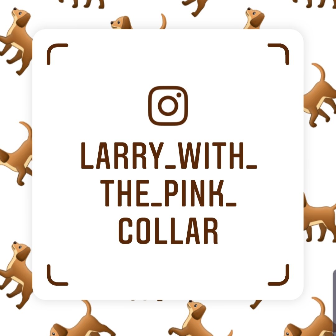 ...and if you're new here, Larry does have an Insta!   https://www.instagram.com/larry_with_the_pink_collar
