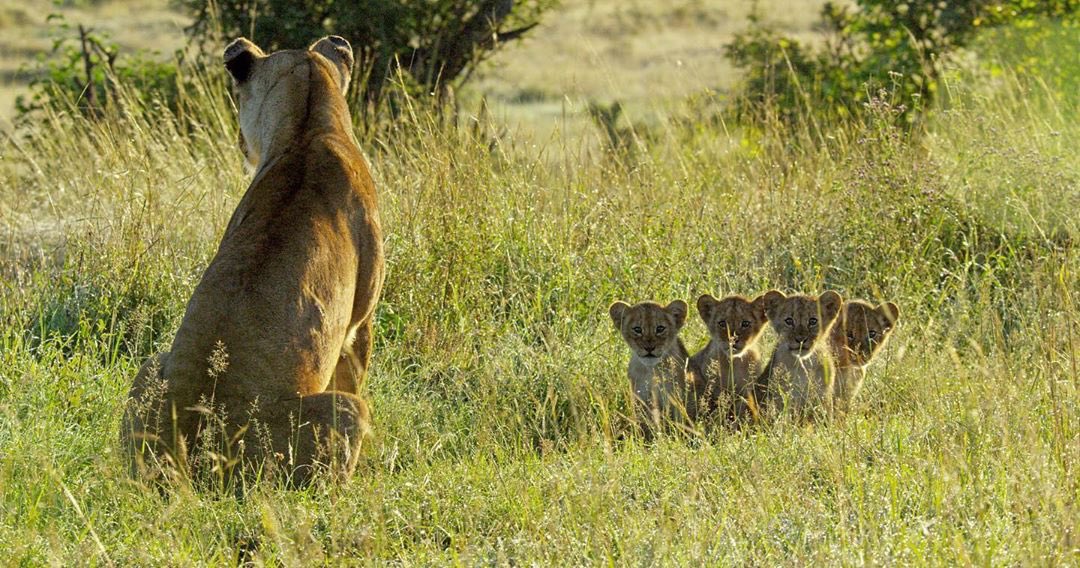 NyongoBrasil's tweet photo. 📸 “7. Foi uma honra fazer parte de #WarriorWomen e #Serengeti este ano. Nunca pare de aprender sobre o mundo ao seu redor! #LNTopTen”
(Lupita Nyong'o via redes sociais) https://t.co/zvdfnSeAjv