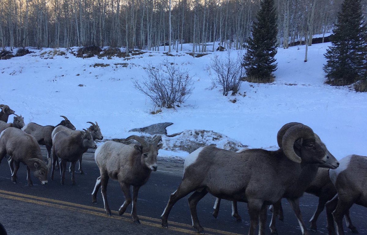 GoreValley's tweet photo. The Gore Valley herd of bighorn sheep down to wish everyone all the season’s best! https://t.co/qHVyQ9UjwK