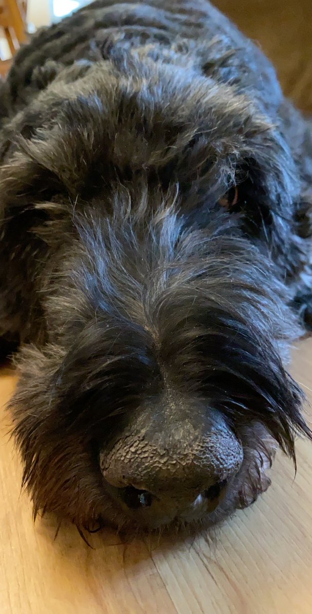 DoraTheDog2020's tweet photo. Hello! *bark bark* https://t.co/BECE7w9N0D