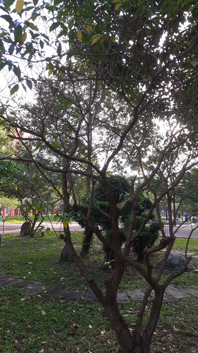 Captain Singh, FICArb, 73K tweet media