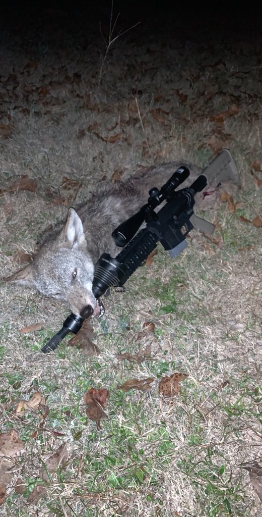 srowdyray_ray's tweet photo. Had a pretty good night!!! @MkeThtHeadSpenn #elusivewildlife #foxpro #killlight750 #foxprofusion https://t.co/Q8a0GRJ7VL