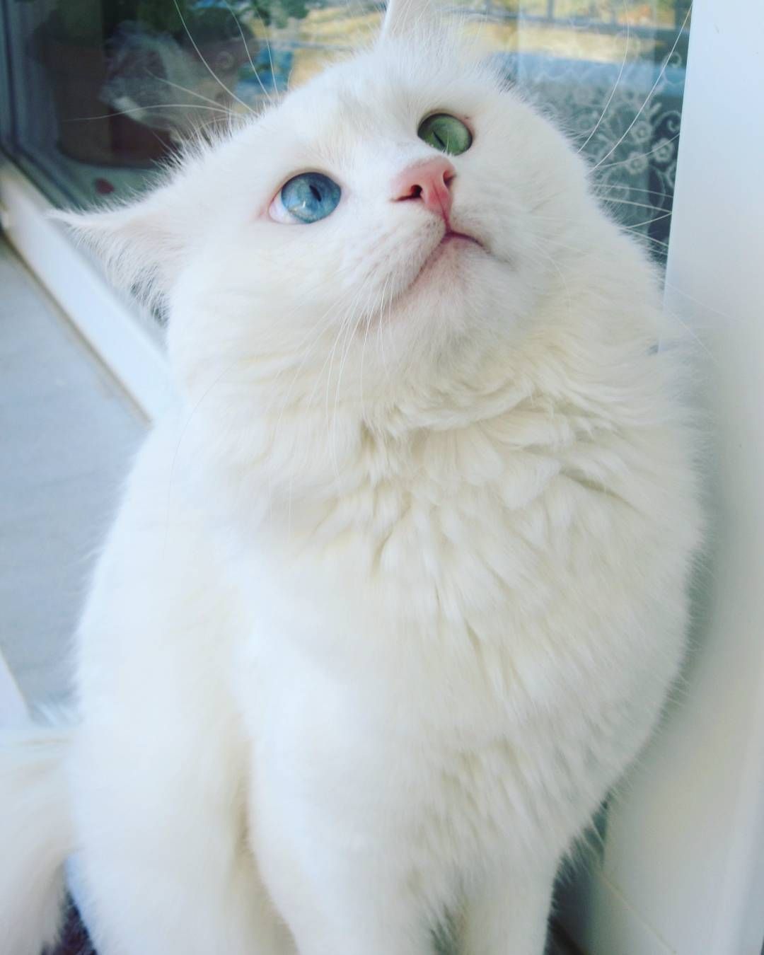 Rusty Fawkes on Twitter: 