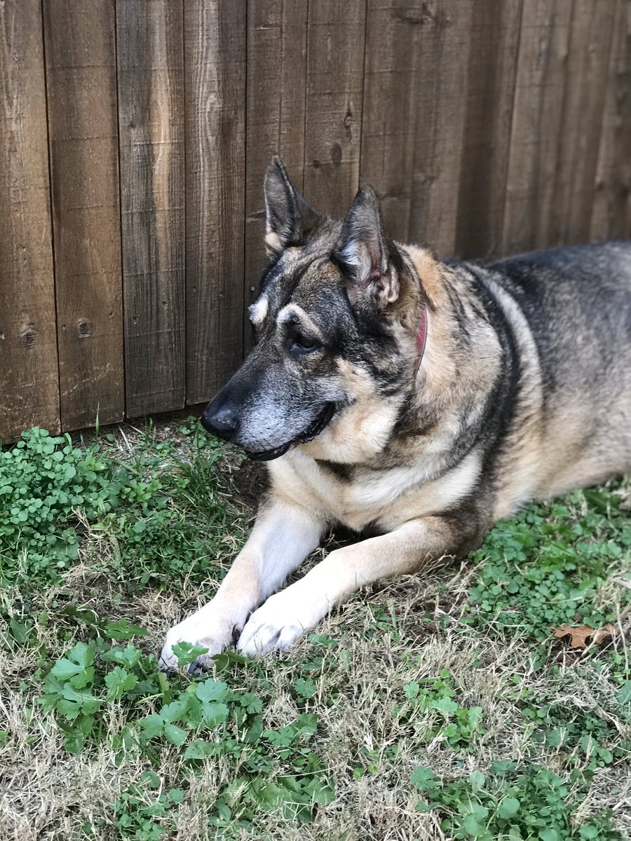 DFWRoxie's tweet image. Christmas Eve Chillin #AdoptDontShop #ChristmasEve #GSDofTwitter #MansBestFriend