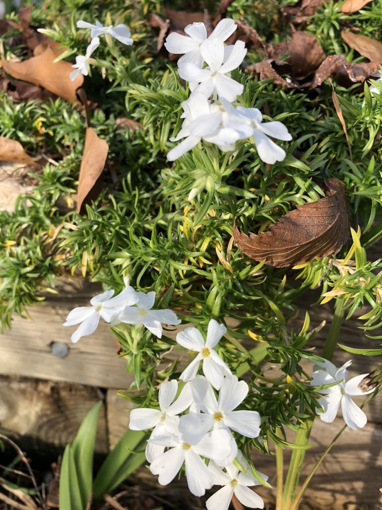 ilenagm's tweet photo. #ChristmasEve2019 This is the only white Cristmas I will see in my garden😁 Merry Christmas to all my Twitter friends and their families 🙏🌲 https://t.co/TiEh1dHZ8a