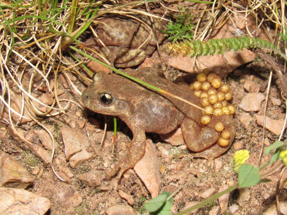 AnimalUfrgs's tweet photo. 🐸Anthropogenic substrate-borne vibrations impact anuran calling. A result from @CaorsiZ PhD thesis, with supervisor @MarcioBorgesMa1 and a great international collaboration between scientists from Brazil, Spain and USA. Available in @SciReports at https://t.co/pA6Iz0sdk1 https://t.co/MST4Yf45Ml
