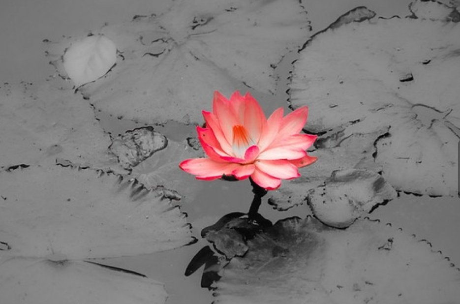 Patience is the most powerful tool a man can ever possess.

It has a divine beauty and it gives immense pleasure to the one who holds it.

Just like the mud gets glorified by a blooming lotus, our life gets glorified by patience.

~ Sanjay Singh, Die Now to Live Forever