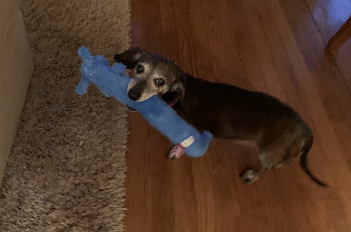 A (14 year old) puppy with a new toy