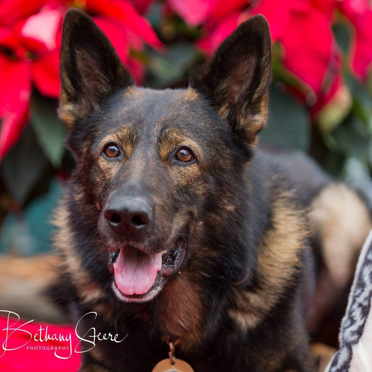 K-9 Viking wishing everyone a safe and happy holiday.