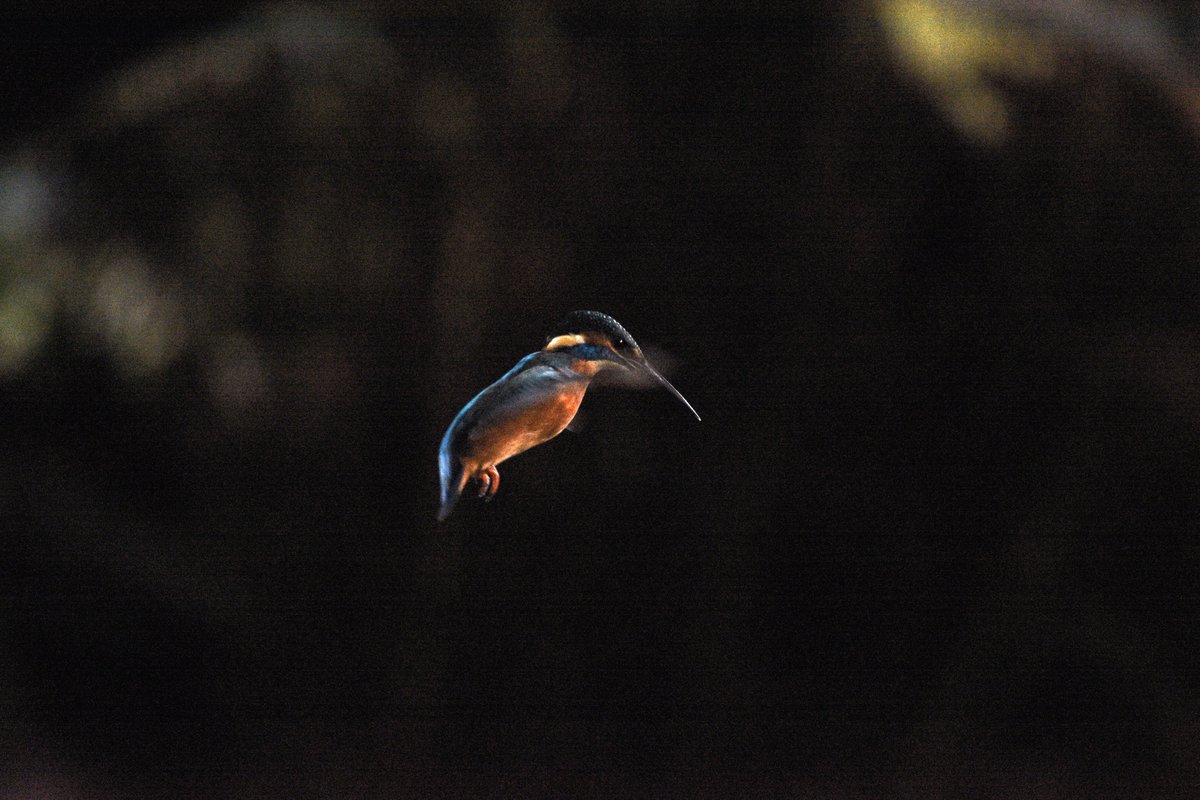 MsProtrekker's tweet image. Mrs kingy came in to check me out.