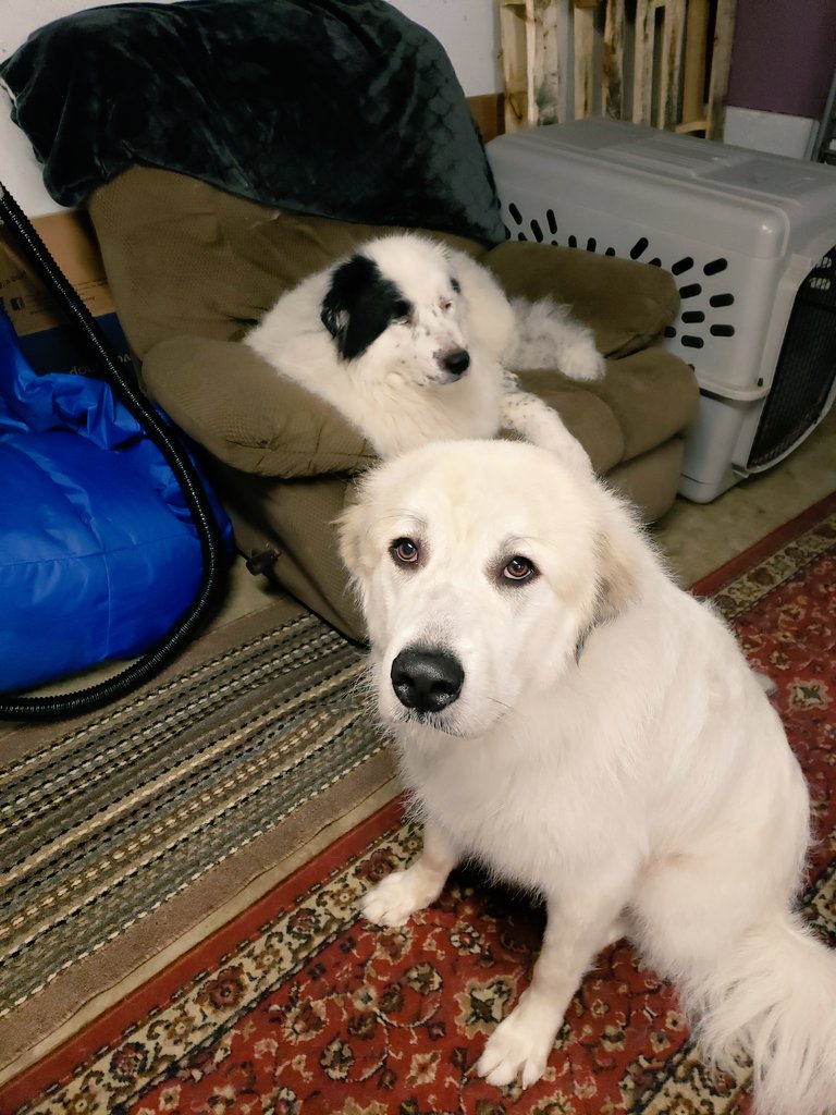 PicklezMedia's tweet image. Christmas time is the busiest season for me.  These two clients made my holidays much brighter!  
Happy holidays ❤❤🎁🐾🐾🐾