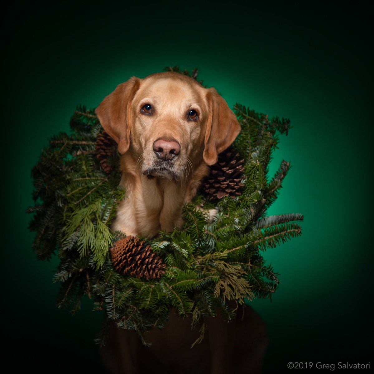 GregSalvatori's tweet photo. Merry Christmas everyone!🎄 #alphaDogs #weeklyfluff #bestwoof #dogoftheday #dogscorner #mydogiscutest #fluffypack #excellent_dogs #ruffpost #dogsandpals #pupfluencer #doglove #pupoftheday #dailywoof #bringfido #dogfeatures #dailybark #dogscertified #dogphoto #ilovemydog https://t.co/M8uSGWXE3L