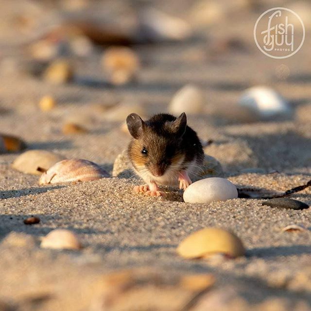 fishguyphotos's tweet photo. "Twas the night before Christmas, when all through the house, not a creature was stirring, not even a...." Wishing everyone a Merry Christmas!
.
.
.
#christmaseve #nightbeforechristmas #notacreaturewasstirring #notevenamouse #mouse #beach #beachbum #geto… https://t.co/FrGA8aJbjN https://t.co/QqMCwhr1OU