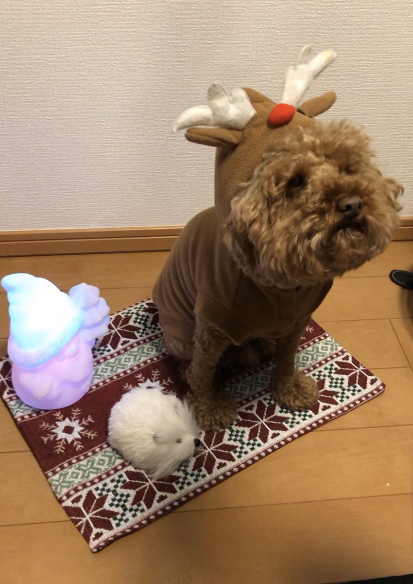 kecha0203's tweet photo. ケチャトナ���イ🎄🎄🎄🎄
サイズ小さめパッツパツ………
#メリークリスマス
#トイプードル https://t.co/ShMJCChAfH