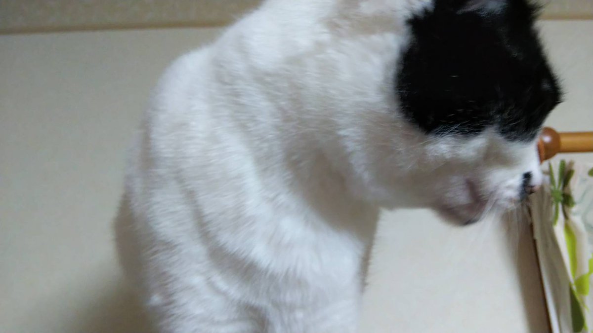 ミケちびママ Auf Twitter あたちはカツオのたたきよりもまぐろの赤身がいいにゃ 猫好きさんと繋がりたい 愛猫 モフモフ 猫モフー 猫のいる暮らし 猫好きさんとつながりたい 猫 フォロー大歓迎 パステル三毛猫 ハチワレ三毛猫 白茶猫 三毛猫姉妹 ミケ
