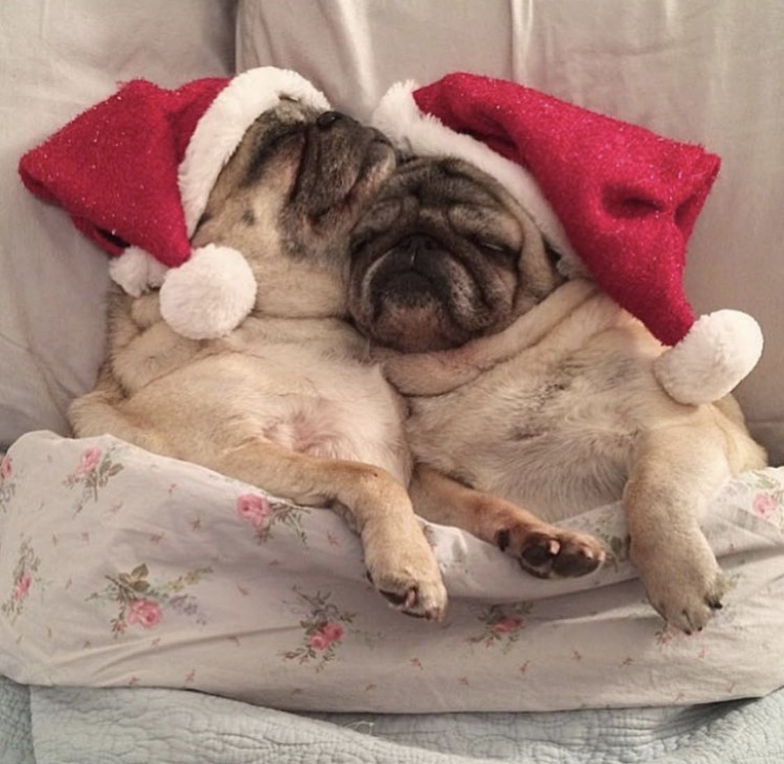 Pugdashians's tweet photo. The children were nestled all snug in their beds.........WOOF!!🎄🌟🎅🏻
#christmaseve #pugdashians https://t.co/Dl0tZXnFeo