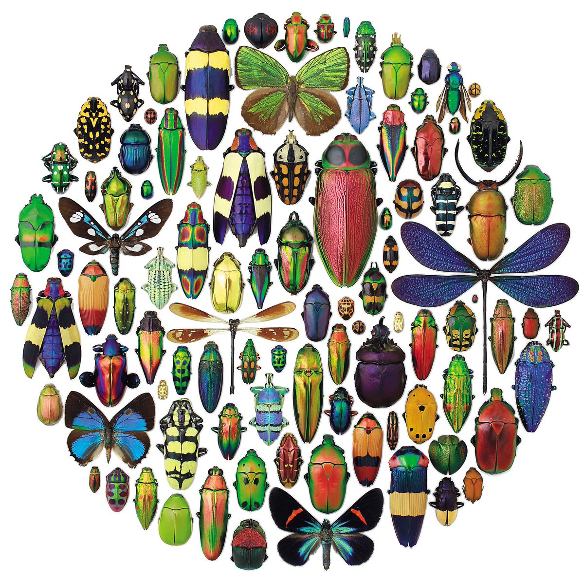 Wormlovers's tweet photo. Merry Christmas beetles!

Wishing a happy and safe holidays for everyone, we look forward to sharing the worm love with you all in 2020.

photo: Christopher Marley https://t.co/tYpkULJjUu