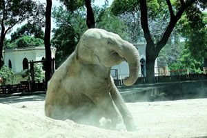 Global Sanctuary for Elephants tweet media