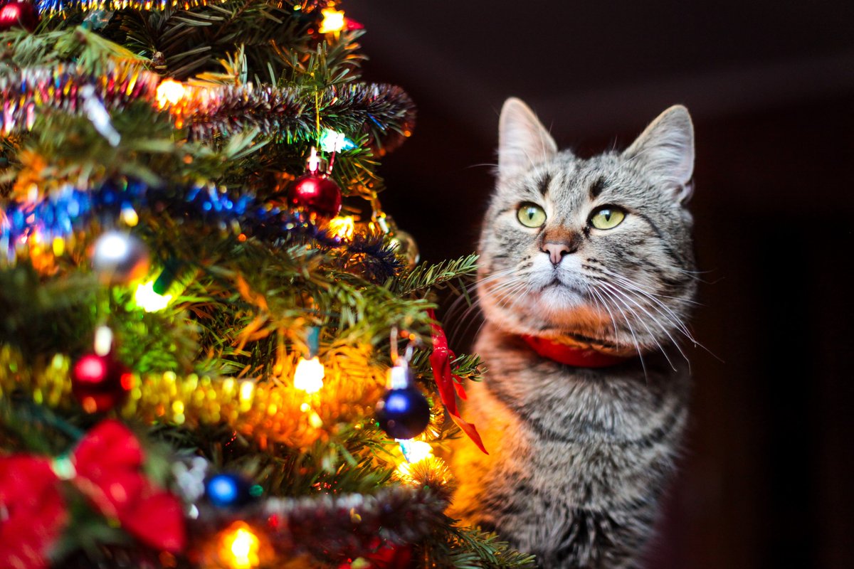 gardyneHOLT's tweet photo. Merry Christmas and a Happy New Year from all of us at #gardyneHOLT #design
🎄 ☃️ 🎁 🔔 🎅 
https://t.co/eQJWBsrMVx https://t.co/ZHGQZH9Day