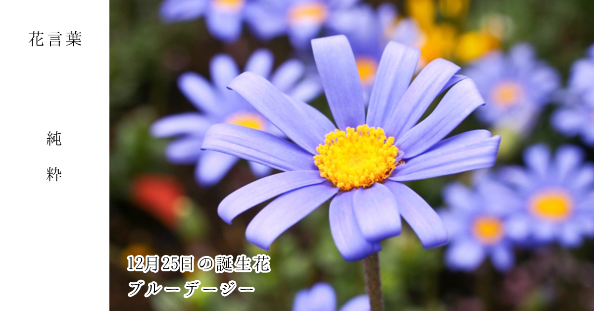 花キューピット I879 Com 公式 12月25日の誕生花 ブルーデージー お誕生日おめでとうございます 花言葉 は 純粋 幸福感を感じるような美しい花色 あなたはこんな人 逆境に負けない真に強い人 同じ誕生日の有名人 武井咲 T