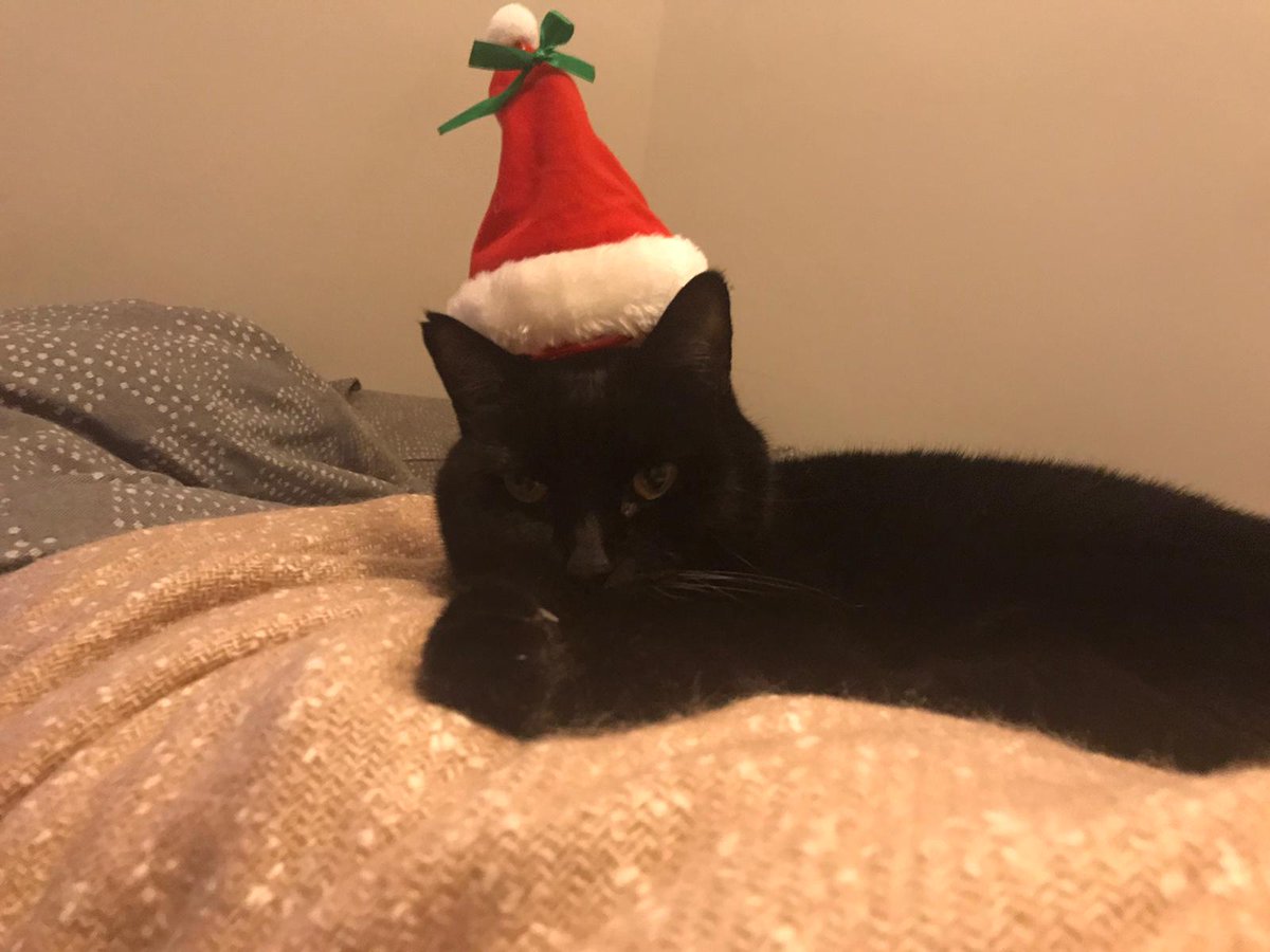 BushCatMarley's tweet photo. another weird human thing 🙄 ... *plans revenge* https://t.co/CwMO0NBVfC