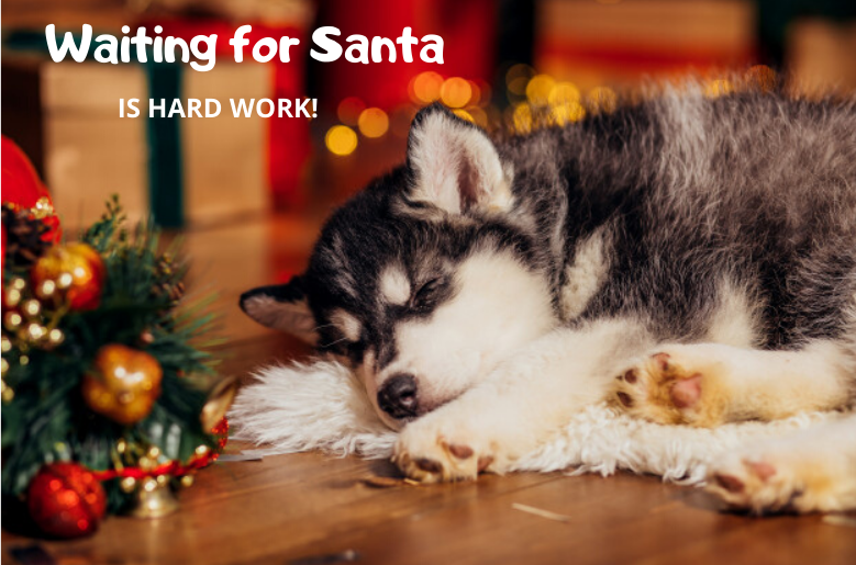 Doggy_Blogger's tweet photo. #Dogs #ChristmasEve 🎅🎄🎁 https://t.co/MMGmjbMR8x