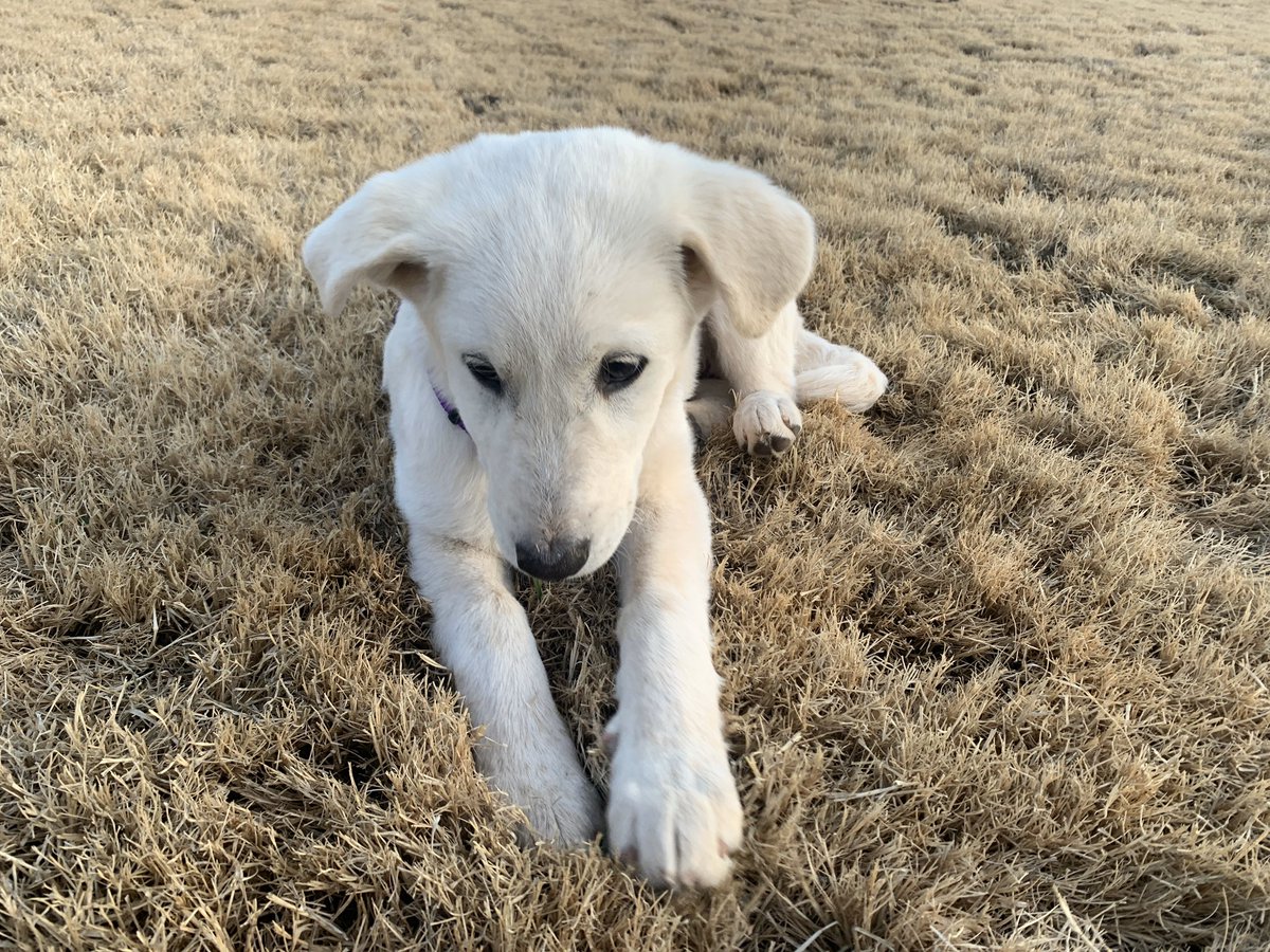 420blazeitbro's tweet photo. Meet the newest addition to the family, Claire.

She’s a 3 month old Great Pyrenees mix❤️ https://t.co/BM0A38M8HH