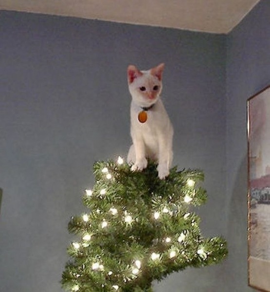 KittyOfTheDay's tweet photo. Hmm
#cats #catlovers #CatsOnTwitter #christmascat https://t.co/Ecxw73mA6h