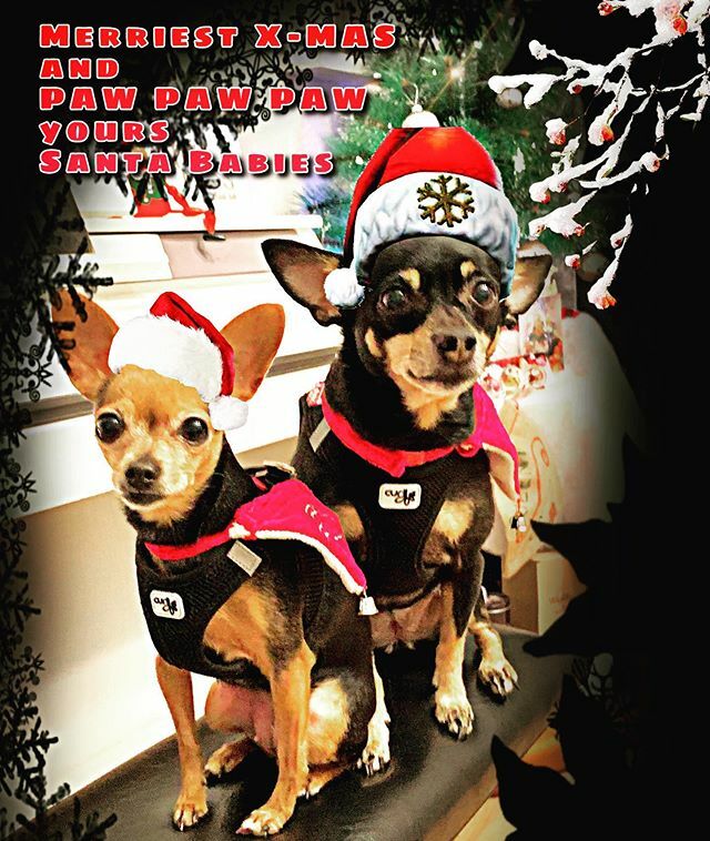 mckimbrough's tweet photo. From our heart to yours...merry Christmas everybody! Von Herz zu Herz...Frohe Weihnachten #christmas2019 #weihnachten2019 #christmasdogsofinstagram #praguerattersofinstagram #mckimbrough #mariahmckimbrough #queenieandbaby #grateful #joyful #countdownsurg… https://t.co/JohcduYvkT https://t.co/GcvEeJ3ArC