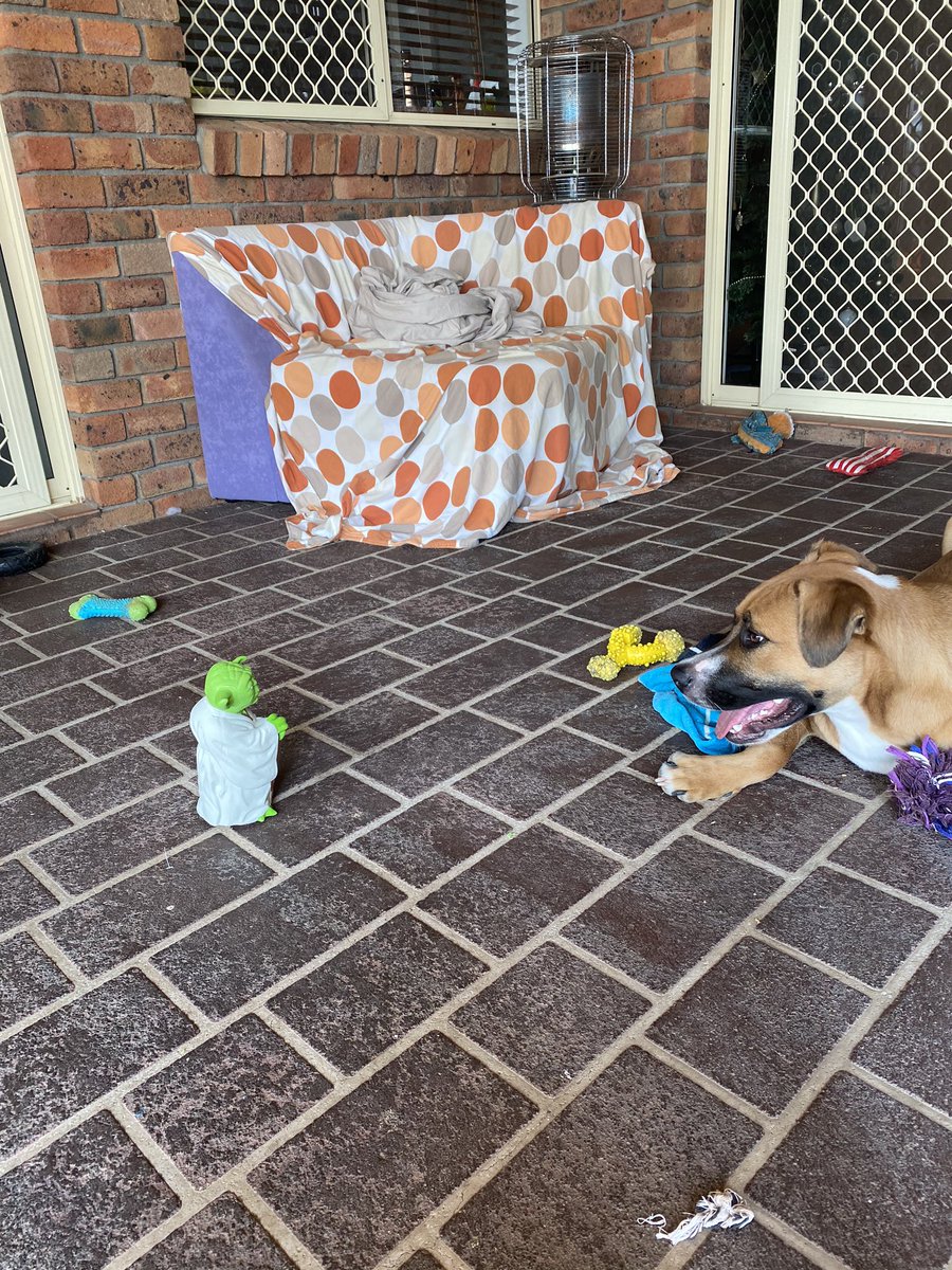 AVFCinOz's tweet image. Good dog become will you #forceisstrongwiththisone