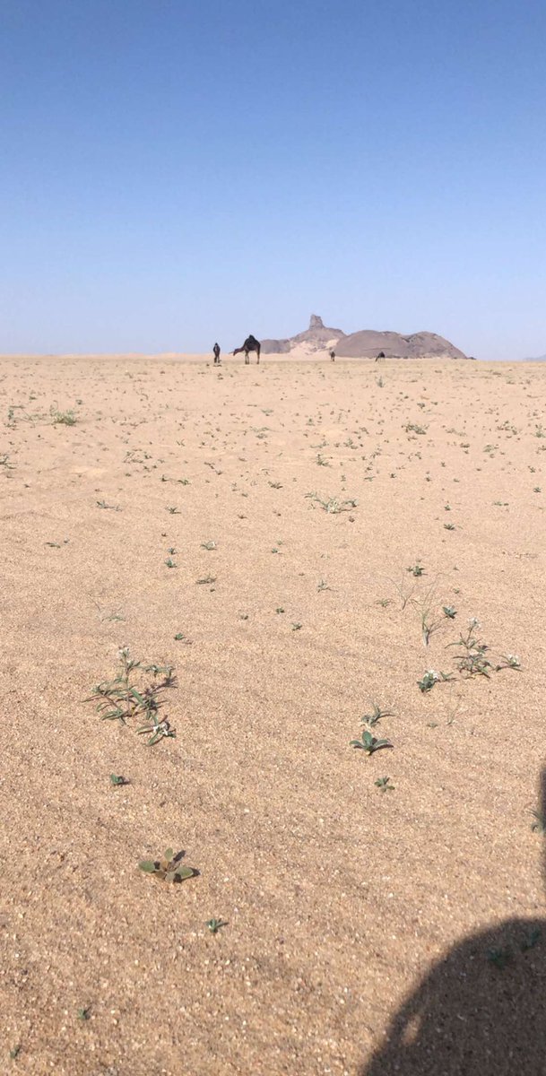 - عساستنا اليوم
#الهضب #الصاقب #عسيلة #ورشة 
#رنية #الجنوب #وادي_الدواسر 
<a href="/S_Saleh511/">عاصفة عروى</a>  <a href="/naser__2013/">برق النير</a> 
<a href="/aborashed16/">كاشيرو</a>  <a href="/saad88889/">سعد القحطاني/ الشامخ</a> 
<a href="/alrr2/">بـروق الـوسـطى</a>  <a href="/meshal_shibani/">مشعل الشيباني</a> 
<a href="/o0BRG0o/">برق الجهمه</a> <a href="/talalmazen/">طلال العضيدان 🇸🇦</a>