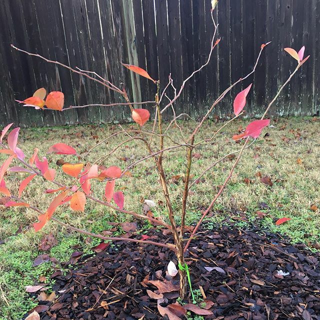 The #blueberry bushes are ready for their #winter #rest. .
.
.
.
#blackgirlswithgardens #organic #organicgardening #gardening #garden #veggies #homegarden #southerngardens #instagardeners #growyourownfood #foodfarmacy  #fruit ift.tt/34Qeyrn