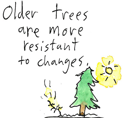 NNRGforests's tweet photo. The 12 Days of Climate Adaptation, cont’d:

On the sixth day of Climate, my true love gave to me

6 forests aging

(Older forests are more resilient to the stresses of heat and drought) https://t.co/xQ99m8GV3t