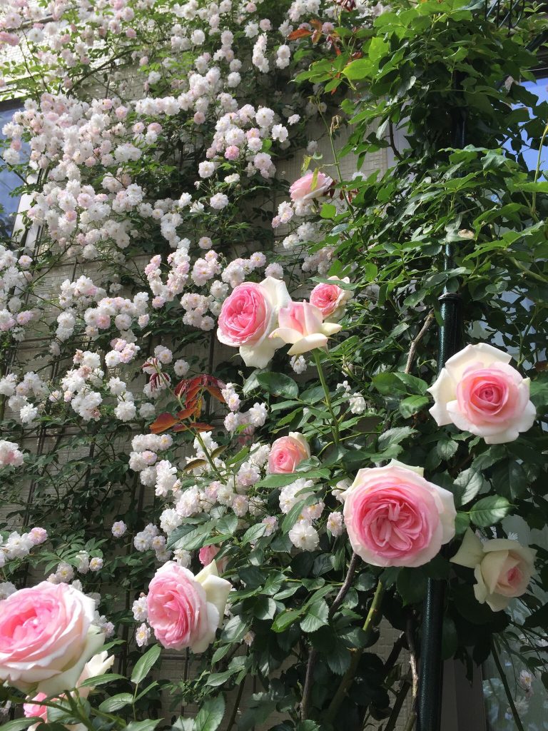 ガラスのメルヘン美術館 この薔薇が一番好きです 06年 日本大会で世界殿堂入り ３年に一度 した薔薇です ピエール ド ロンサール 来年楽しみにしています 殿堂入りのﾊﾞﾗ 17種植える予定です