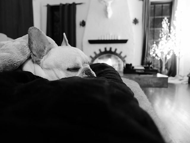 lifeof_rd's tweet photo. Not a creature was stirring, not even a frenchie. #merrychristmas everyone 🎄 https://t.co/BmVFPmqk9K https://t.co/7j01PfcDjD