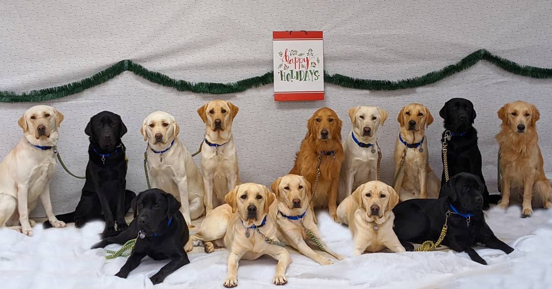 BuckeyeNbc4's tweet photo. Happy Holidays and Merry Christmas everyone! I wanted to take a minute from learning to wish all of you the best holiday season! I am doing great in professional training, love learning and have made lots of friends! #buckeye #puppywithapurpose #happyholidays @nbc4i @ccicanine https://t.co/T9Y993r6DY