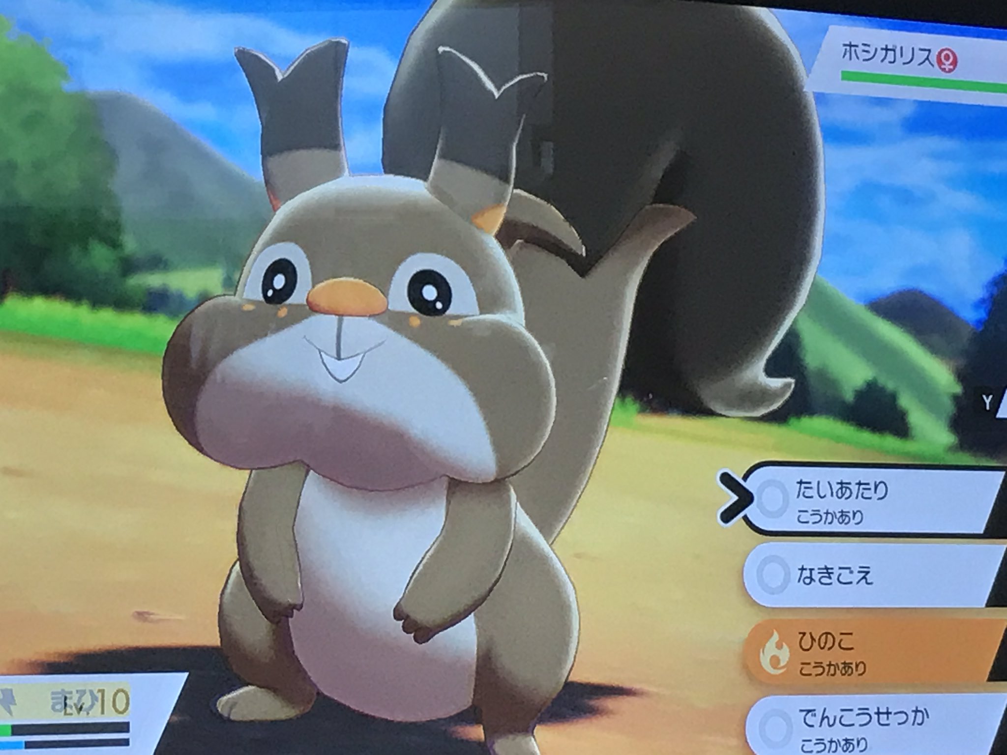 棺桶で眠りたい折原 妹が リス リス と喜んで捕まえようとしているポケモン もしかしてヨクバリスとやらの進化前なのでは T Co Jwcyr6ykia Twitter