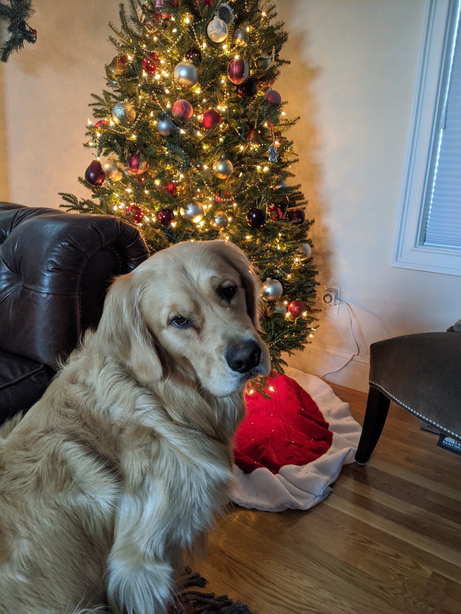 Bailey sits in front of a Christmas tree.