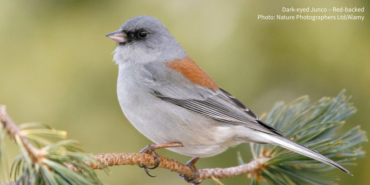 audubonsociety's tweet photo. Dark-eyed Juncos come in a dazzling array of colors. The six flavors of junco were long considered separate species, but recent science shows that they instead boldly exhibit evolution in real time. https://t.co/Y0JtHPAcUf https://t.co/R2Qn8zpvt5