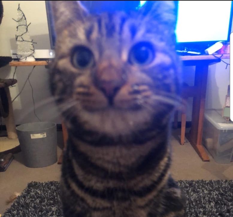 ObiRipley's tweet photo. Managed to get head in ice cream tub, whiskers cold, but want ice back. Right meow! 😼😾😈  #cat #kitten #ChristmasEve #christmas  #icecream #CatmasEve #cats #catsrule #tabby #cute #christmaspet #XmasEve #xmas #killyou #need #IceCreamFair2019 https://t.co/WVWyTKBP4g