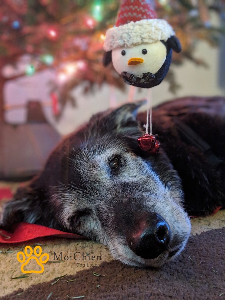 MoiChien2's tweet photo. #MoiChien les desea una Feliz Navidad 🎄💫

🐶 La mejor terapia tiene cuatro patas  🐾 🐾 

#MoiChien #TuTiendaEnLinea #Juguetes #HappyDog #PlayaDelCarmen #RivieraMaya    https://t.co/FYvvIxTyOY https://t.co/xN8ihhECNu