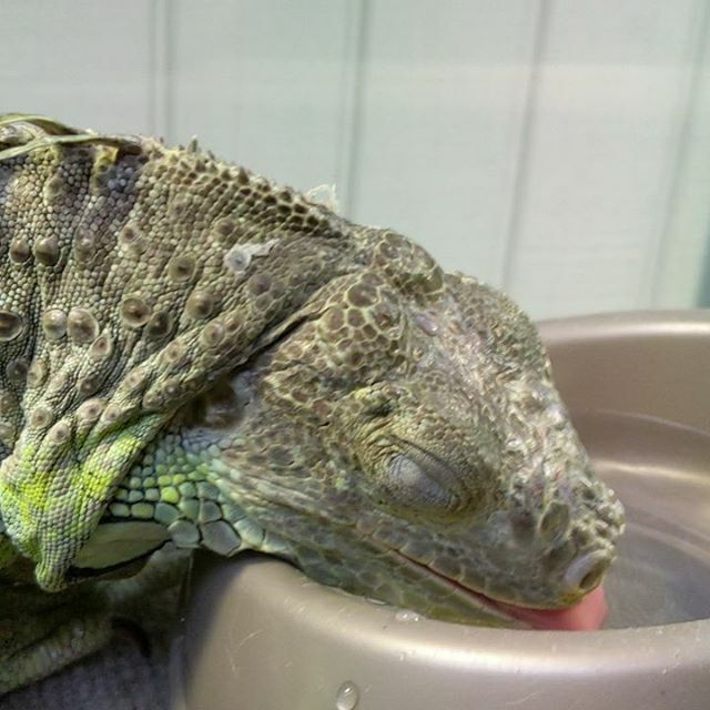 ChrisPrimeish's tweet image. ift.tt/34Pxcj3 #Rupee the #greeniguana doin' some #mlems and a #yawn ❤️🦖