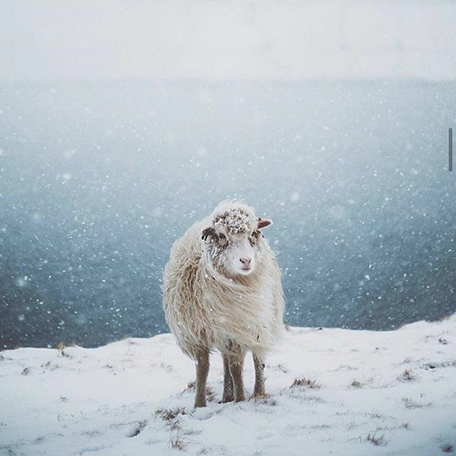 sixthandspringbooks (@sixthandspring) on Twitter photo Is anyone else dreaming of a white Christmas? Or of cuddling this sheep? Or of the gorgeous sweater all of that wool would make? š¬ šø: <a href="/hannes_becker/">Hannes Becker š§¢</a> (check out this profile for INCREDIBLE travel photography, with a fair share of cute critters)
#shee⦠ift.tt/2QeWnXf Is anyone else dreaming of a white Christmas? Or of cuddling this sheep? Or of the gorgeous sweater all of that wool would make? š¬ šø: <a href="/hannes_becker/">Hannes Becker š§¢</a> (check out this profile for INCREDIBLE travel photography, with a fair share of cute critters)
#shee⦠ift.tt/2QeWnXf
