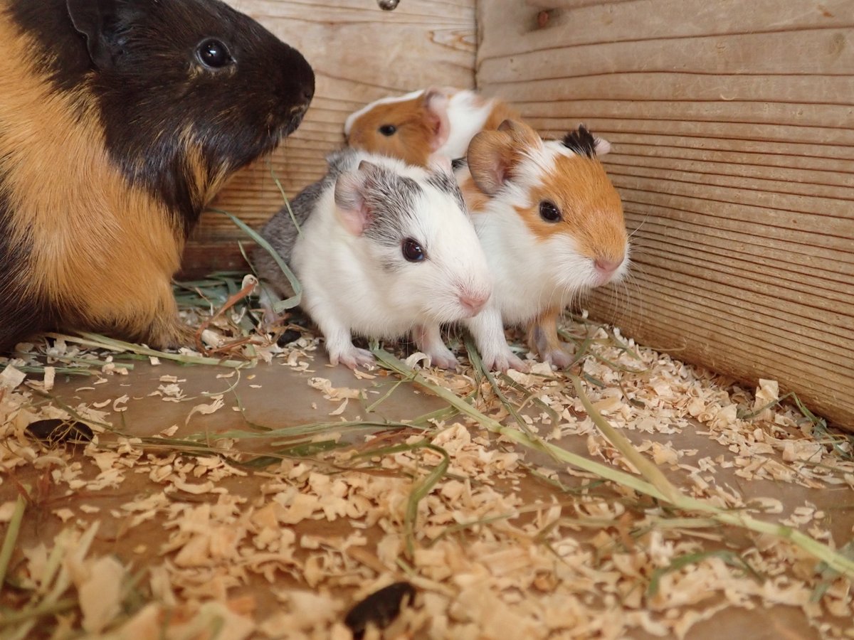 井の頭公園で生まれたばかりのモルモットの赤ちゃんがもっふもふで可愛すぎる あの姿で生まれてくるんですか Togetter