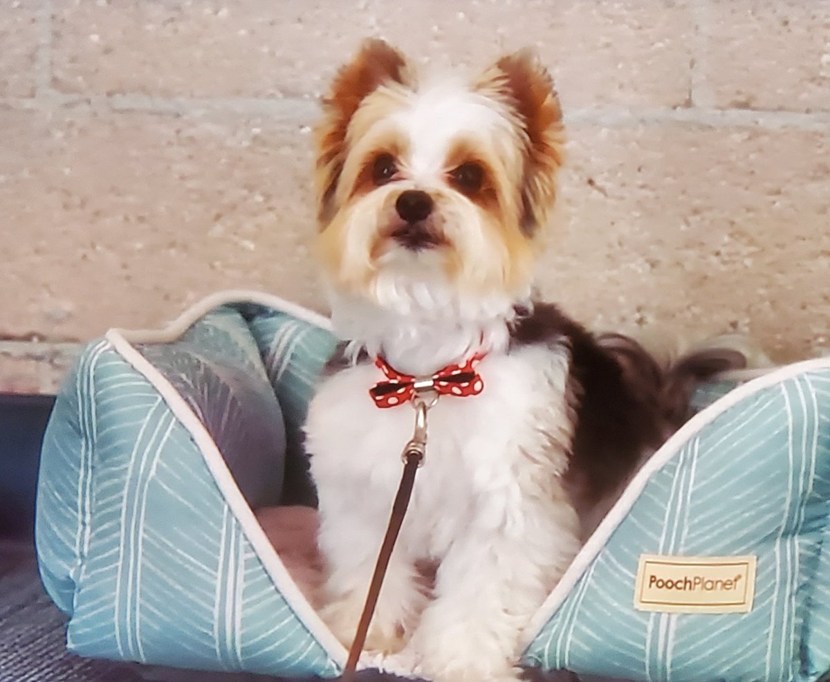 rachel_reviews's tweet photo. Cutest doggie alert! #12pupsofchristmas https://t.co/mO6iwkA9j0