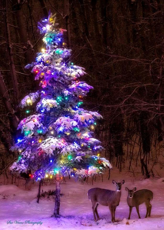 marycastro54's tweet photo. 😍 FELIZ NAVIDAD ☃️🌲

💖 QUERIDOS AMIGOS 💖

      🦋 ABRAZOS 🦋 🍾🍷🍹 https://t.co/zsLLj5dD6M