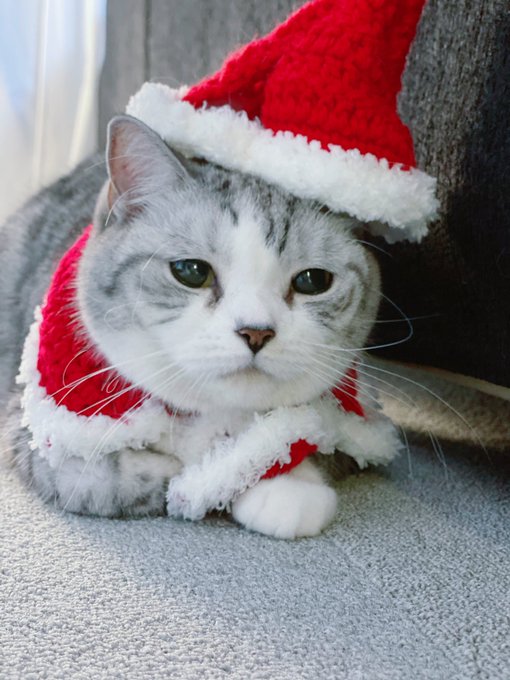 #飼い猫はサンタクロース https://t.co/WKjQqkigGh<a href="/tag/%E9%A3%BC%E3%81%84%E7%8C%AB%E3%81%AF%E3%82%B5%E3%83%B3%E3%82%BF%E3%82%AF%E3%83%AD%E3%83%BC%E3%82%B9"class="tags">#飼い猫はサンタクロース</a>
