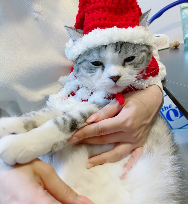 #飼い猫はサンタクロース https://t.co/WKjQqkigGh<a href="/tag/%E9%A3%BC%E3%81%84%E7%8C%AB%E3%81%AF%E3%82%B5%E3%83%B3%E3%82%BF%E3%82%AF%E3%83%AD%E3%83%BC%E3%82%B9"class="tags">#飼い猫はサンタクロース</a>