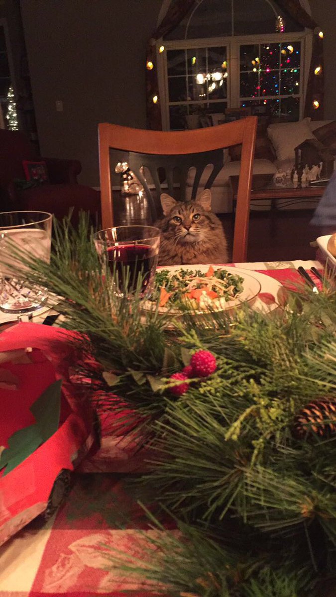 DixieCat10's tweet photo. Meowy Christmas everyone! #CatsOfTwitter @SLWilliams44 https://t.co/Pxv0XmLF2U