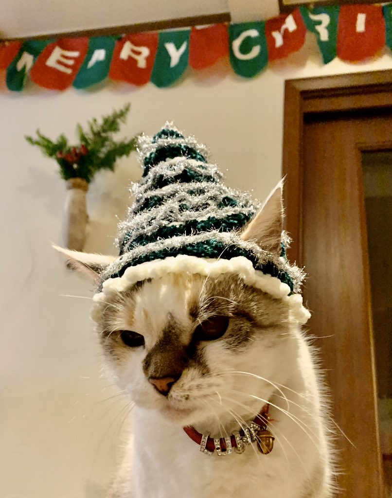 猫とクリスマス